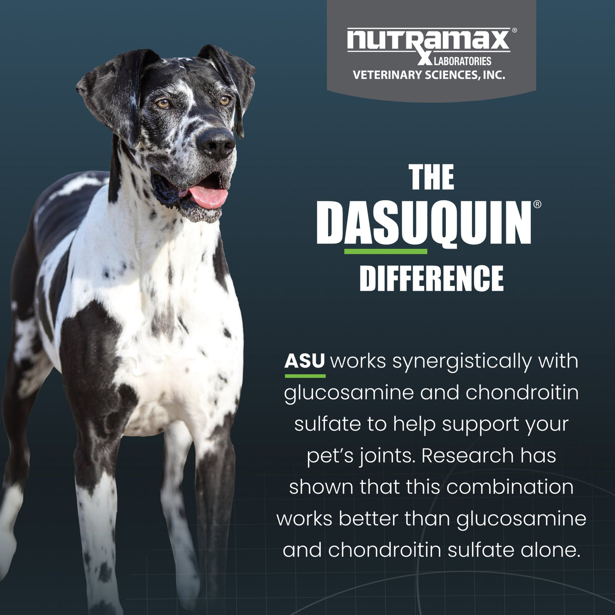 Nutramax Dasuquin with MSM Joint Health Supplement for Large Dogs - With Glucosamine, MSM, Chondroitin, ASU, Boswellia Serrata Extract, and Green Tea Extract, Chewable Tablets