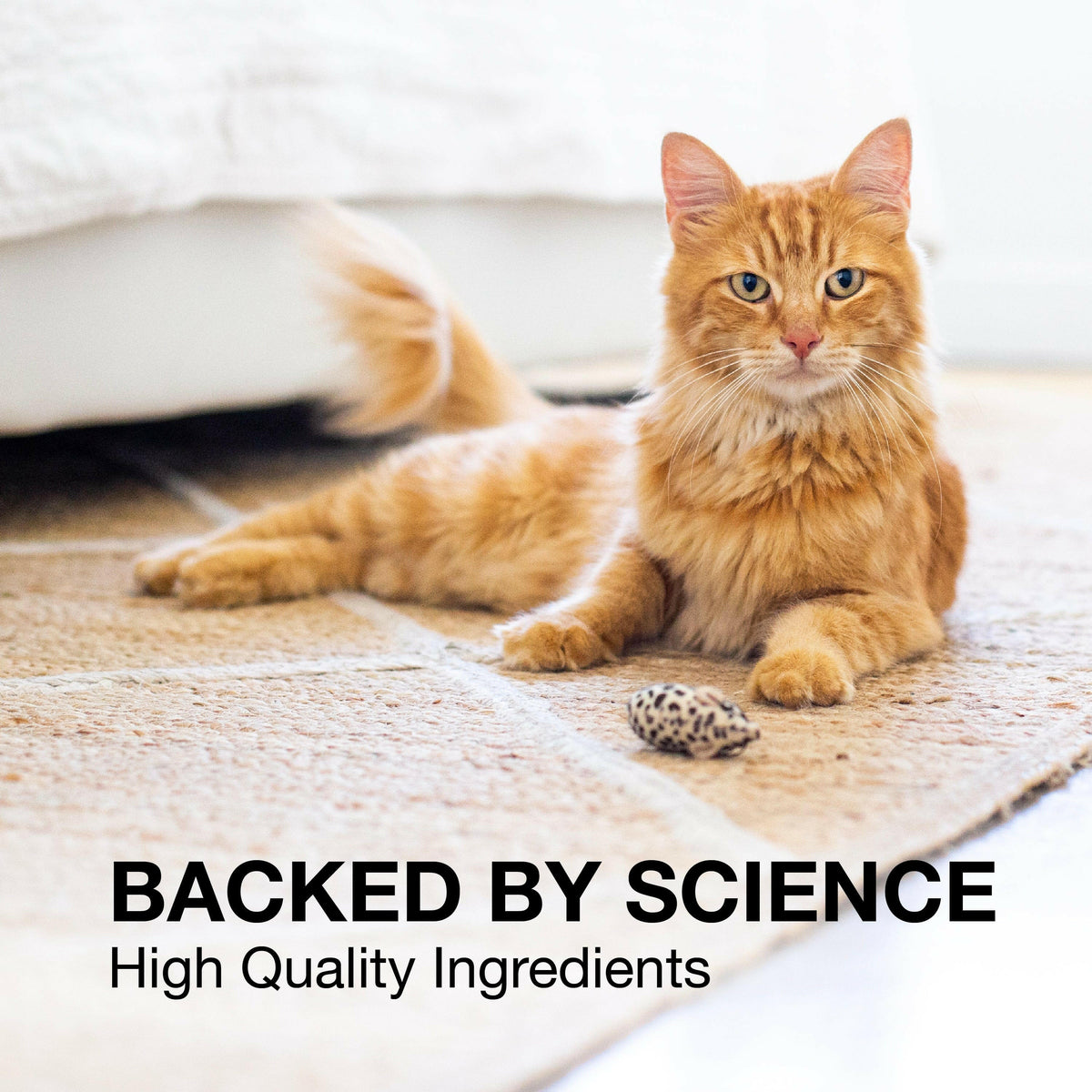 Nutramax Denosyl Liver and Brain Health Supplement for Small Dogs and Cats, With S-Adenosylmethionine (SAMe)