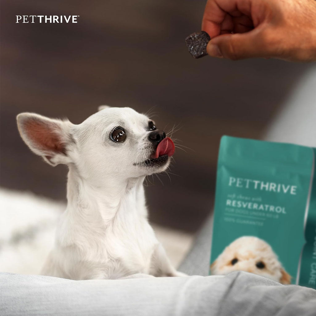 Petthrive Soft Chews with Resveratrol Advance Joint Care for Dogs