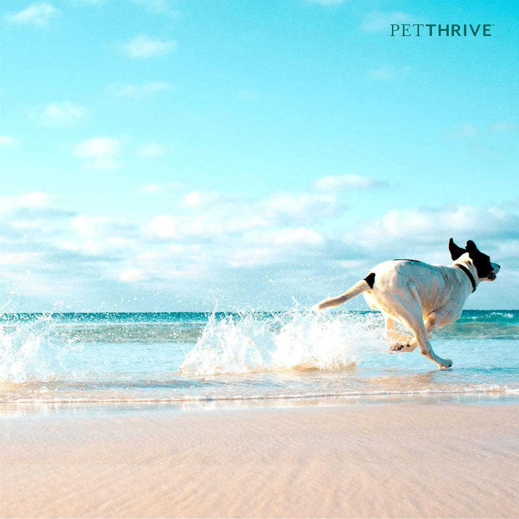 Petthrive Soft Chews with Resveratrol Advance Joint Care for Dogs