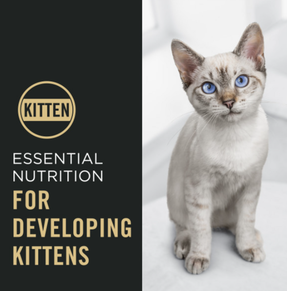 ProPlan Complete Essentials Chicken and Rice Kitten Food, 7-lb