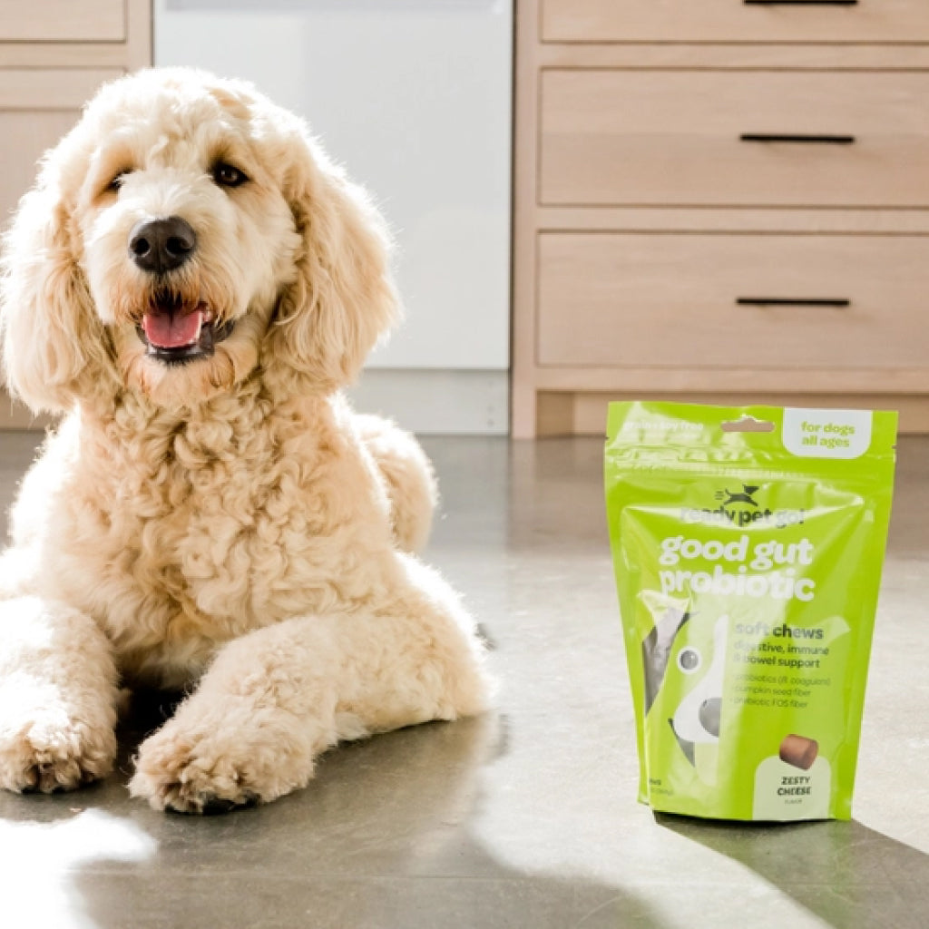 Ready Pet Go Good Gut Probiotic Support for Dogs (60 soft chews)