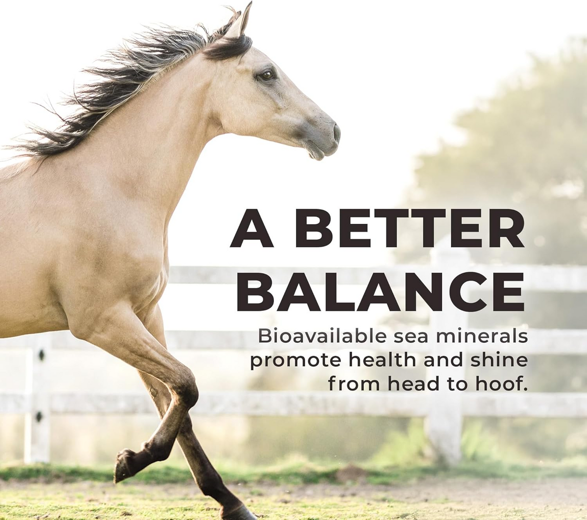 Redmond Daily Red Fortified Loose Mineral Salt for Horses (5 lb)