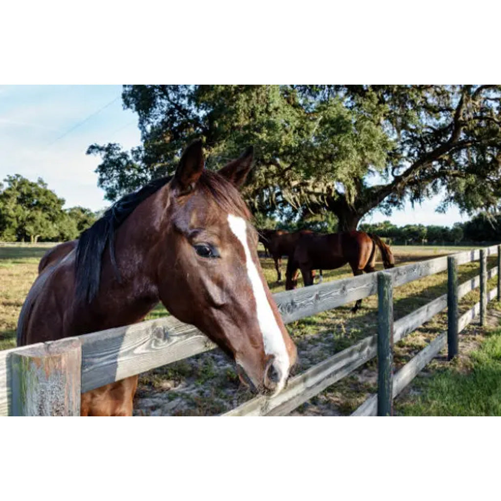 TVATI Equine Massage Oil, 30 doses - 2-ml, 1-pack (for Equine)
