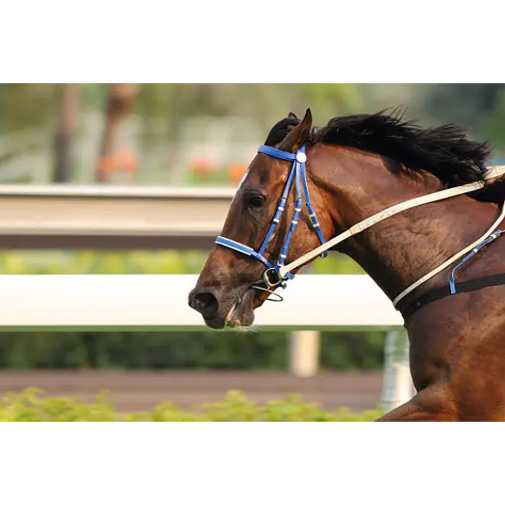 TVATI Equine Massage Oil, 30 doses - 2-ml, 1-pack (for Equine)