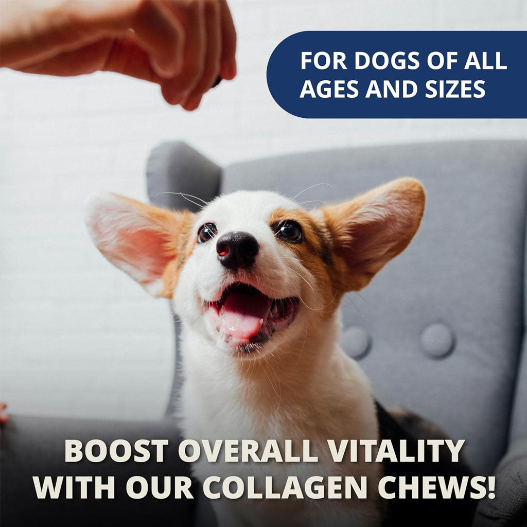Under the Weather Collagen Soft Chews for Dogs, 60 chews