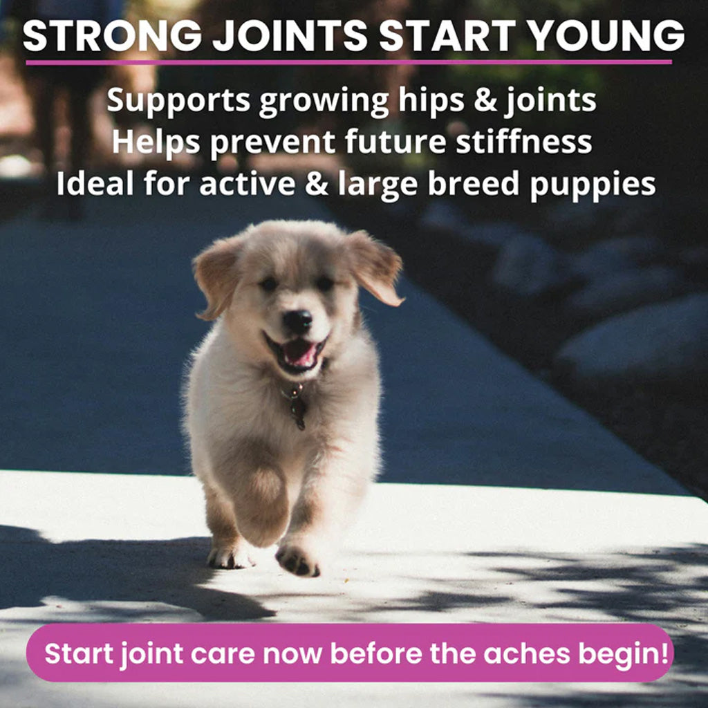 Under the Weather Hip & Joint Soft Chews for Dogs, 60-count