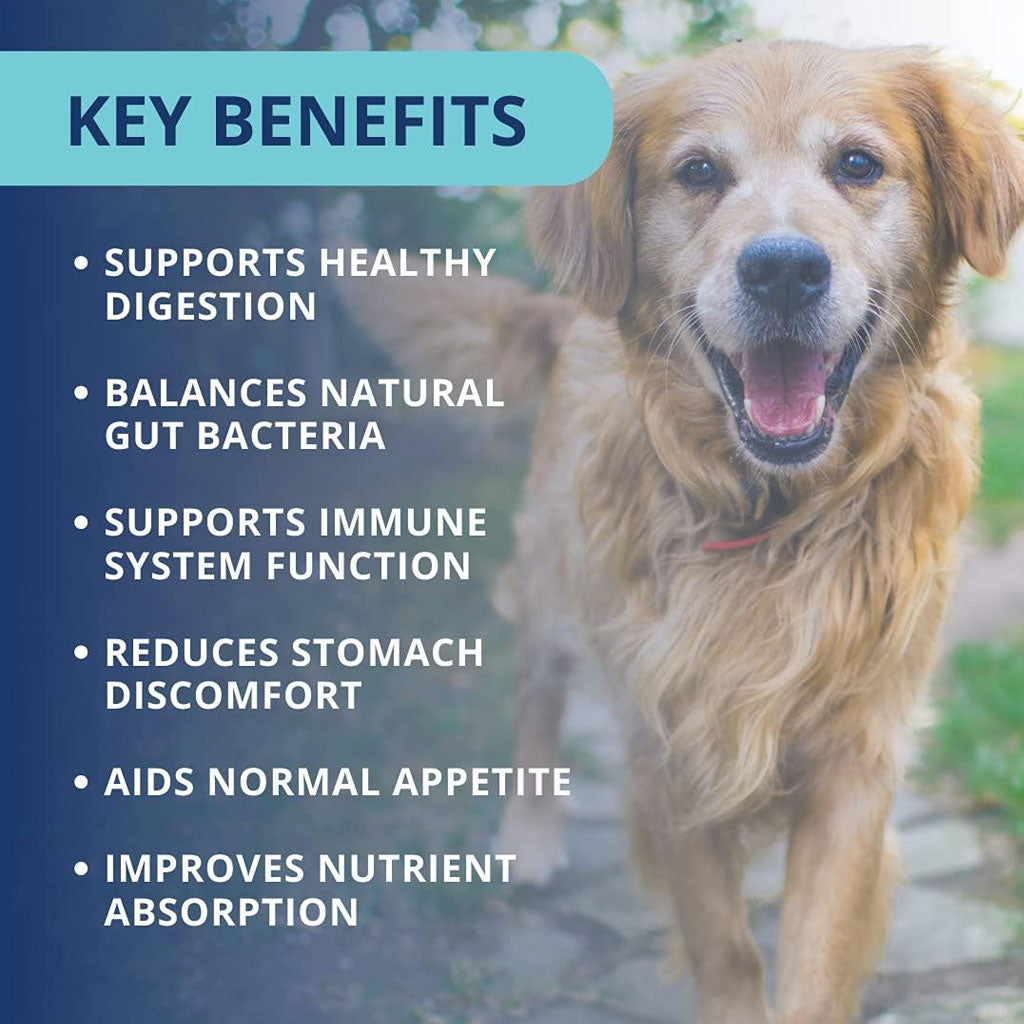 Under the Weather Probiotic Soft Chews for Dogs, 60 chews
