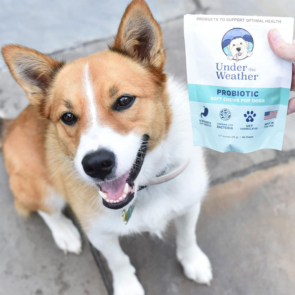 Under the Weather Probiotic Soft Chews for Dogs, 60 chews