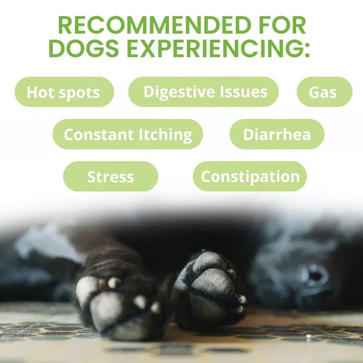 Under the Weather Ready Balance Probiotic Supplement for Dogs, 30 cc