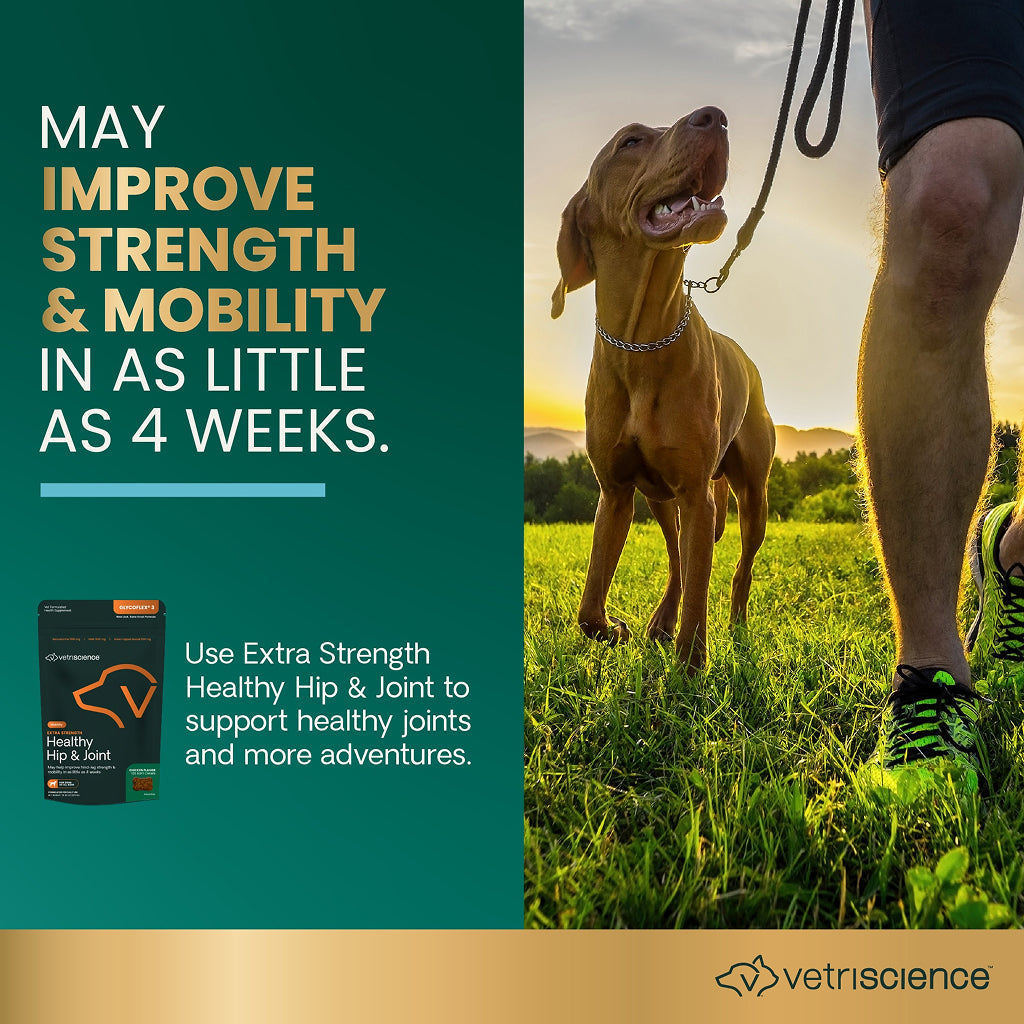 VetriScience GlycoFlex 3 Extra Strength Healthy Hip & Joint Chews for Dogs, Chicken Flavor (120 Soft Chews)