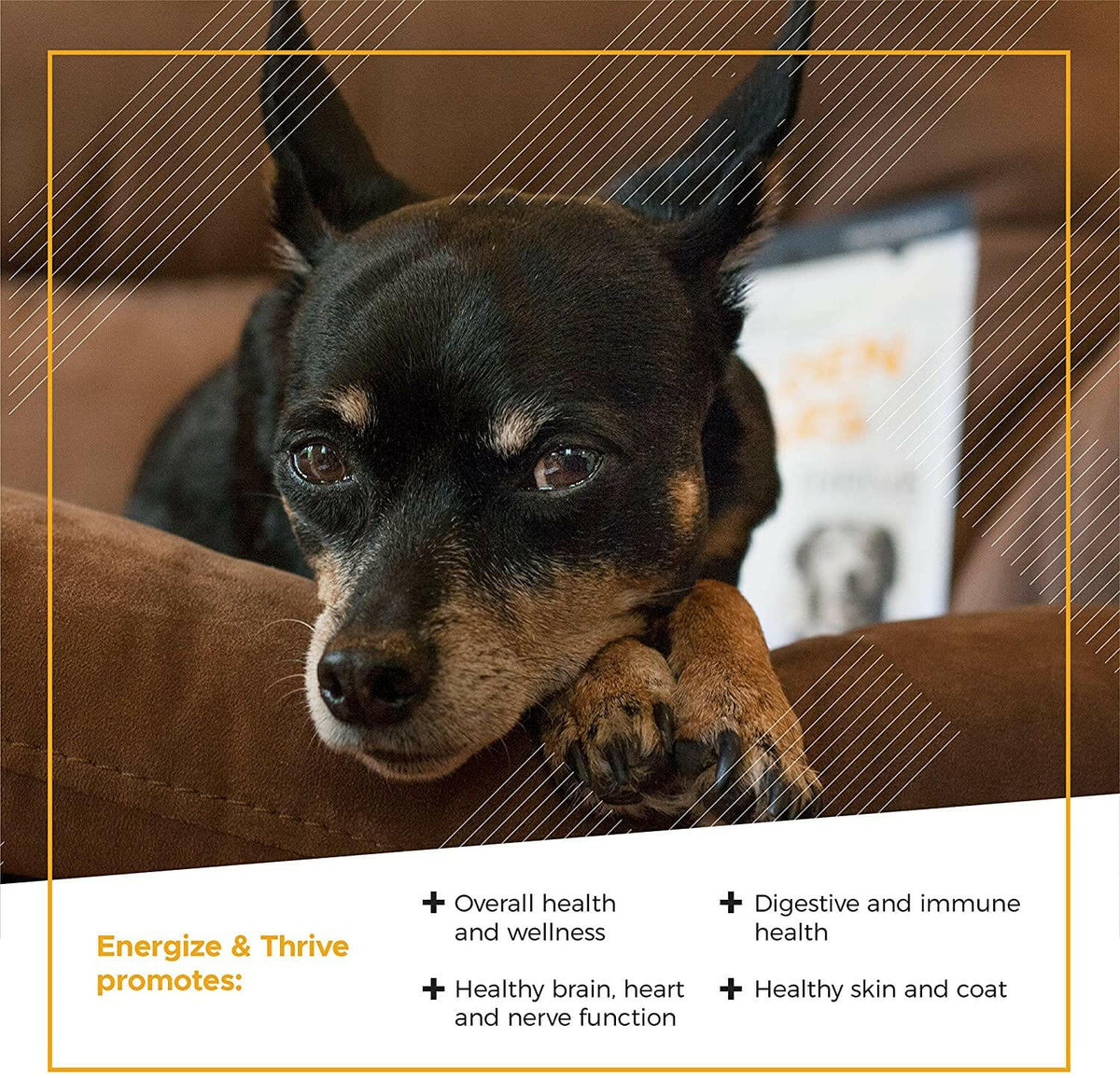 VetriScience Golden Years Energize and Thrive Multivitamin for Senior Dogs (60 soft chews)